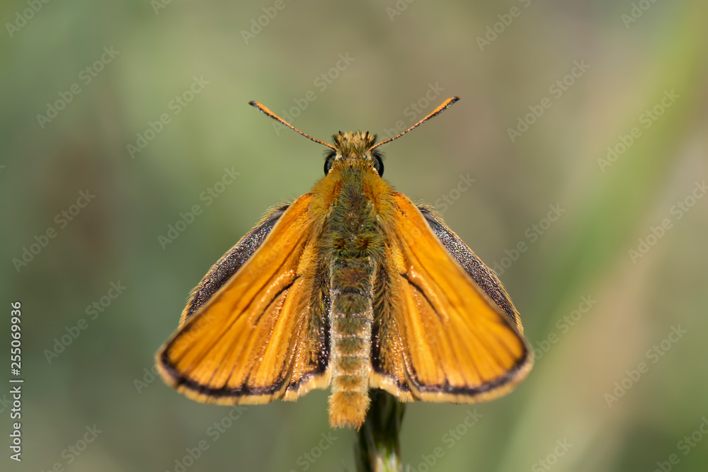 Fototapeta premium butterfly on flower