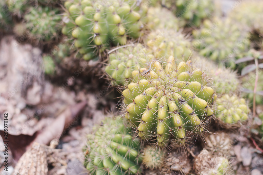 Background with ball shaped cactus growing in a botanical garden. Desert plants Background with ball shaped cactus growing in a botanical garden. Desert plants