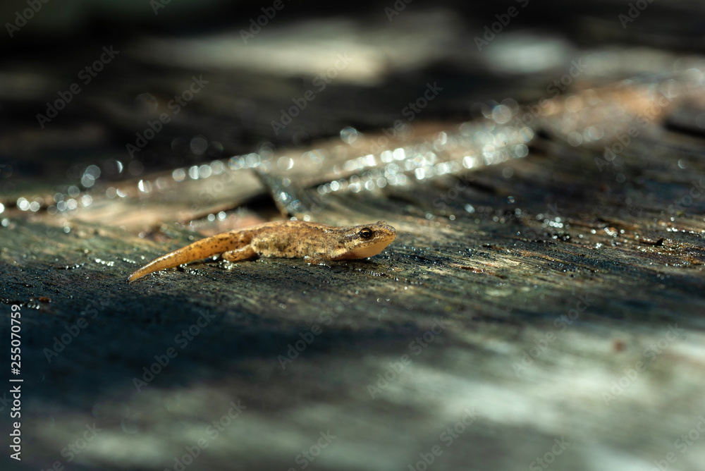 lizard in natural environment lizard in natural environment
