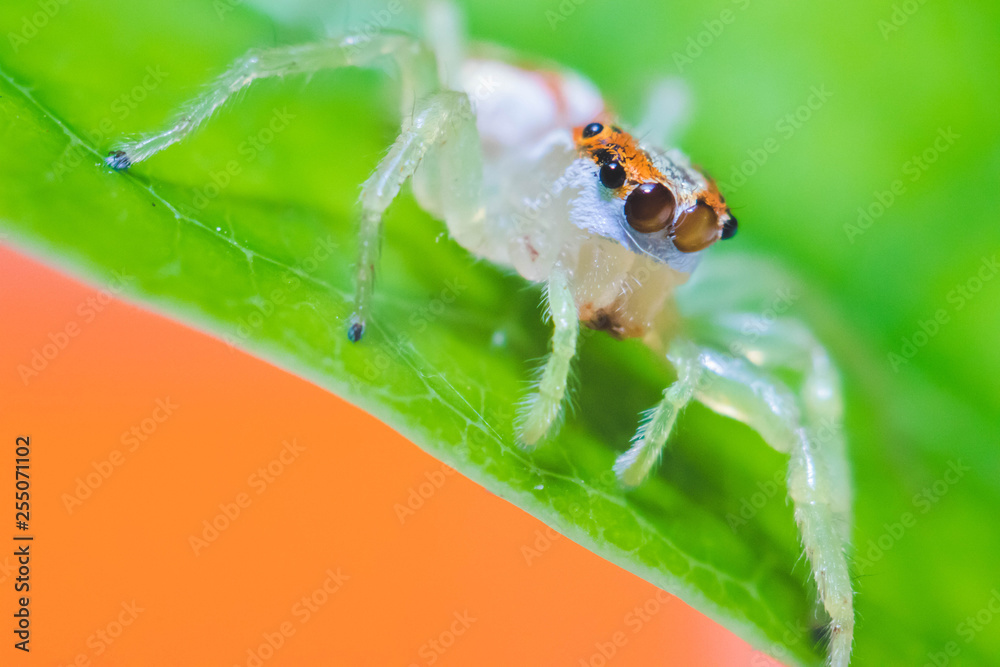 A small spider with a white color that sees close-up eyes. A small spider with a white color that sees close-up eyes.