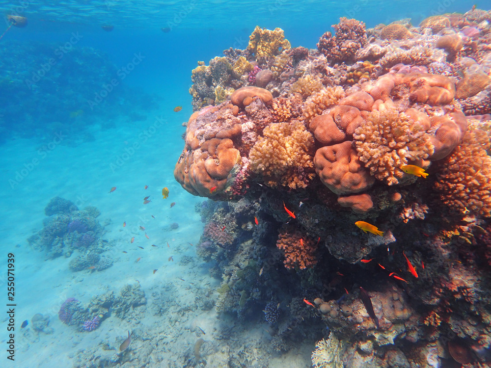 Fototapeta premium coral reef in egypt