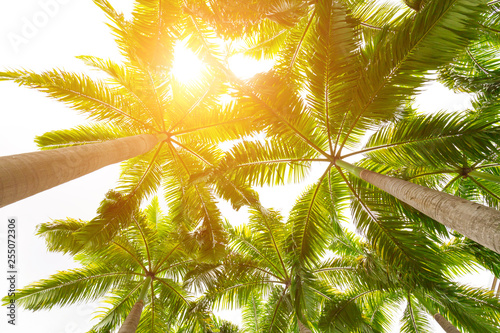 Palm trees against white sky, Palm trees at tropical coast, coconut tree white background.