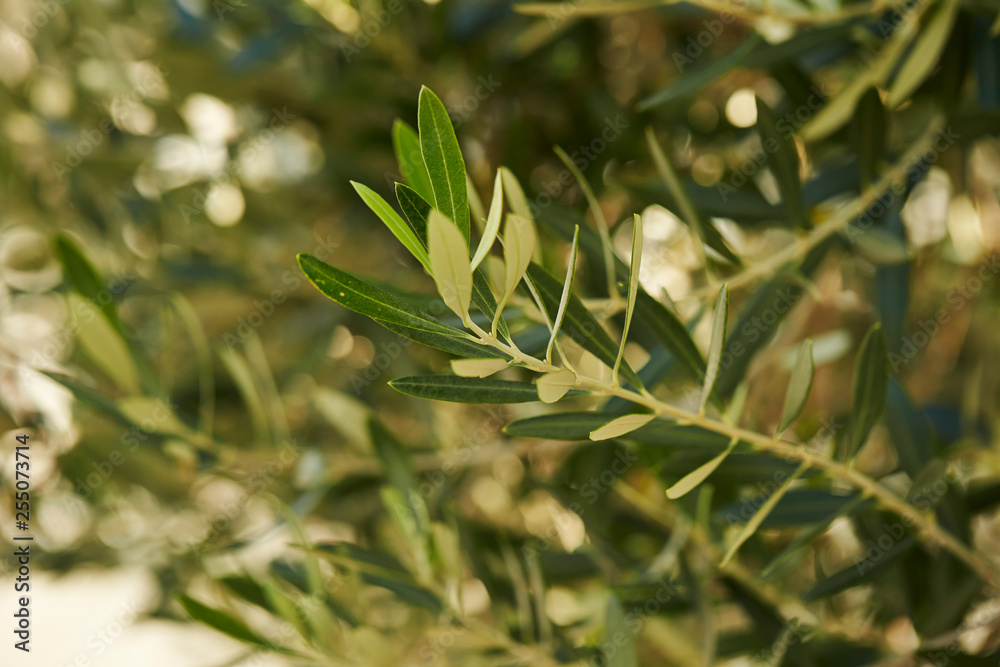 Olive tree Olive tree
