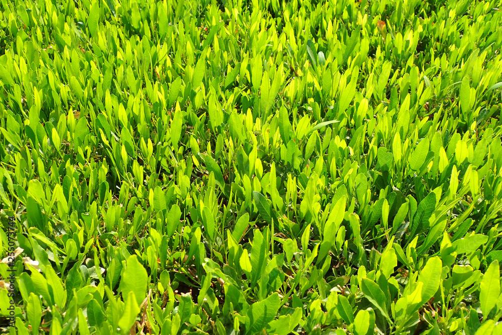 green plant texture green plant texture