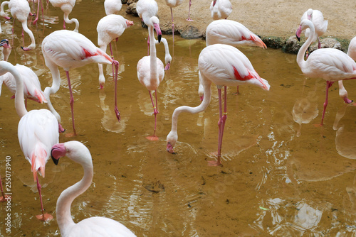 Flamingoes Standing in a Shallow Water Pond