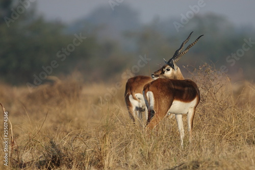 Black Buck from India's open sanctuary  photo