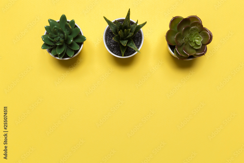 Obraz premium succulents banner or header with different plants on a soft blush on yellow background