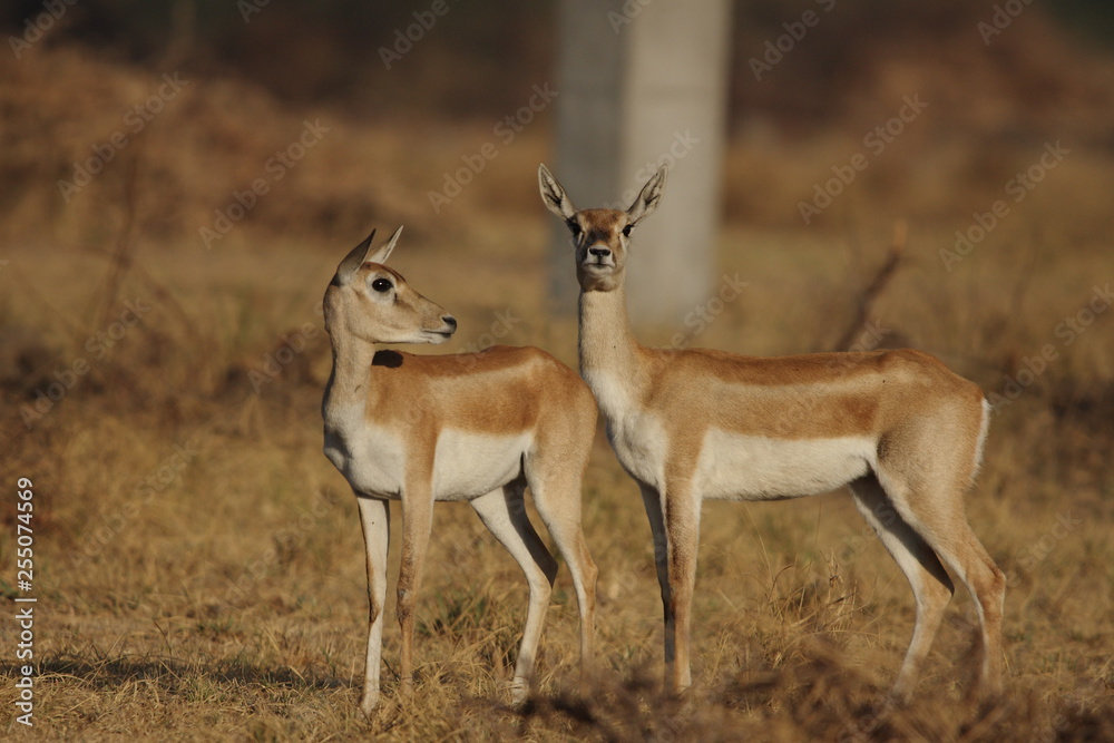 Black Buck from India's open sanctuary Black Buck from India's open sanctuary