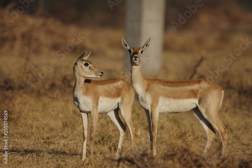 Black Buck from India's open sanctuary 