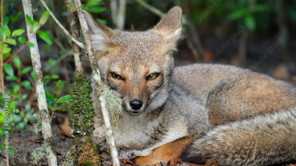 Red fox (Vulpes vulpes) sits in the forest Red fox (Vulpes vulpes) sits in the forest