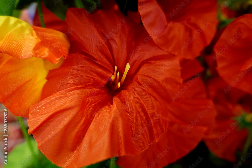Beautiful flowers as background Beautiful flowers as background
