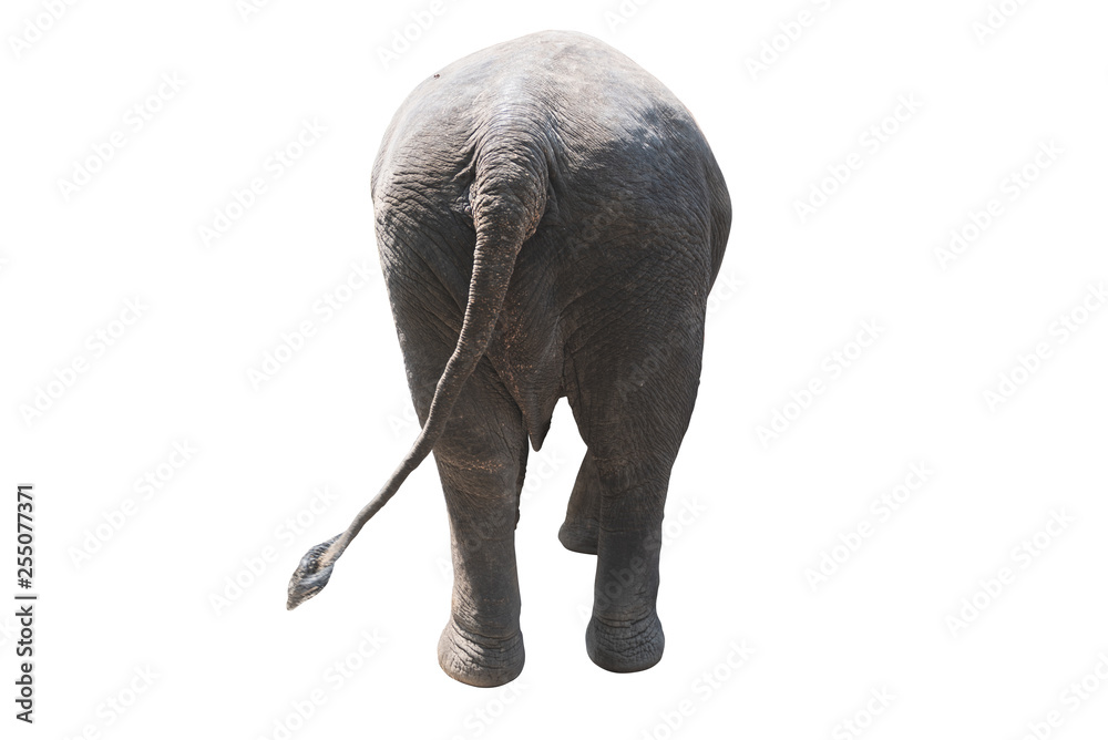 Fototapeta premium Elephant walking isolated on white, rear view