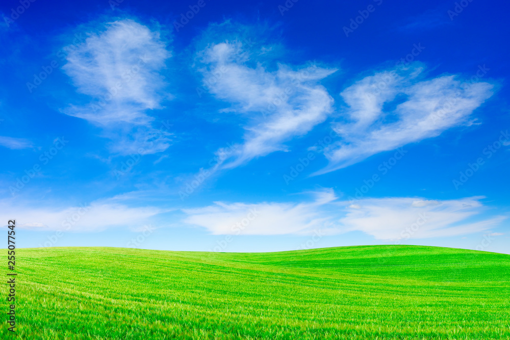 Idyllic view, green field and the blue sky with white clouds