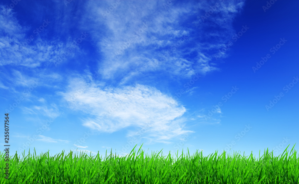 Fresh green blades of grass illuminated by the sun Fresh green blades of grass illuminated by the sun