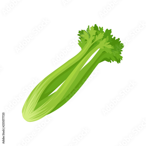 Celery stalk and foliage on white background.
