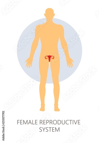 Female reproductive system isolated human anatomy uterus