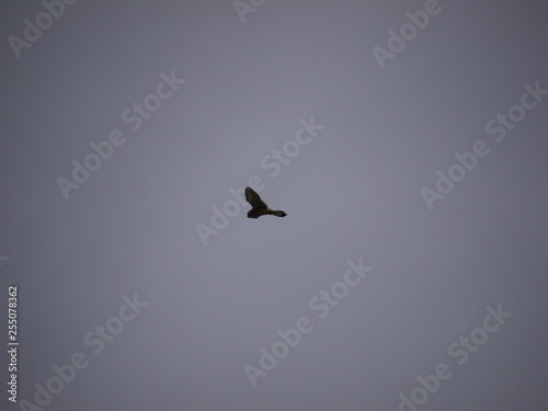 bird in flight