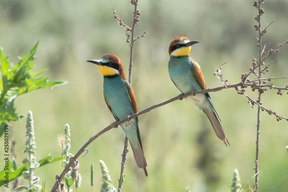 Arıkuşu » European Bee-eater » Merops apiaster Arıkuşu » European Bee-eater » Merops apiaster