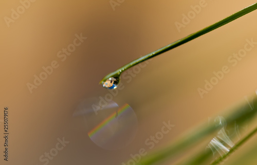 Close-up of a drop of water in the morning after a rain. Blurred Background & Textures © as_trofey