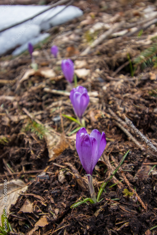 line of Crocus in the forest