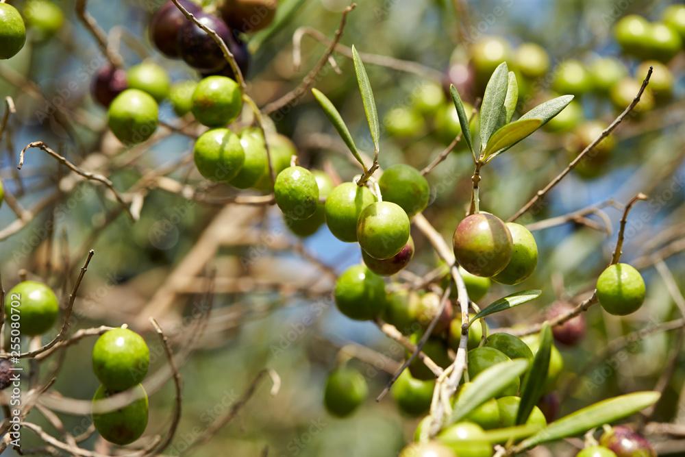 Olive tree Olive tree