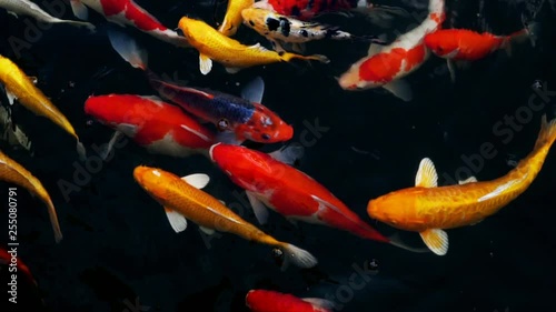 Beautiful colorful pet of koi carps fish or Mirror carp fishes swimming in the water, Fancy fish in the pond, slow motion shots