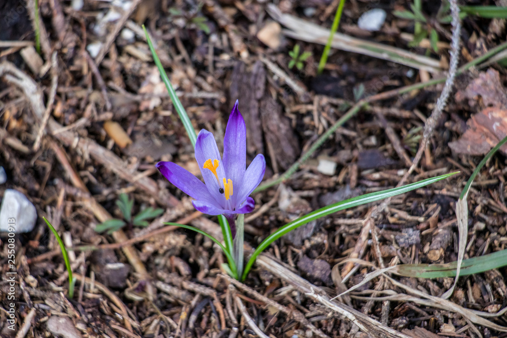 lonely Crocus in the forest lonely Crocus in the forest