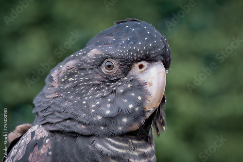 A very close portrait of a red tailed black cockatoo. It is looking left against a green background and shows the head only photo