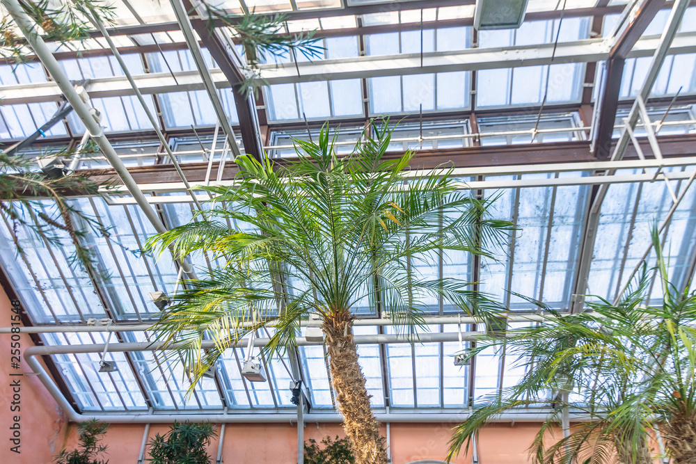 Single palm tree in the greenhouse, against the background of the roof.