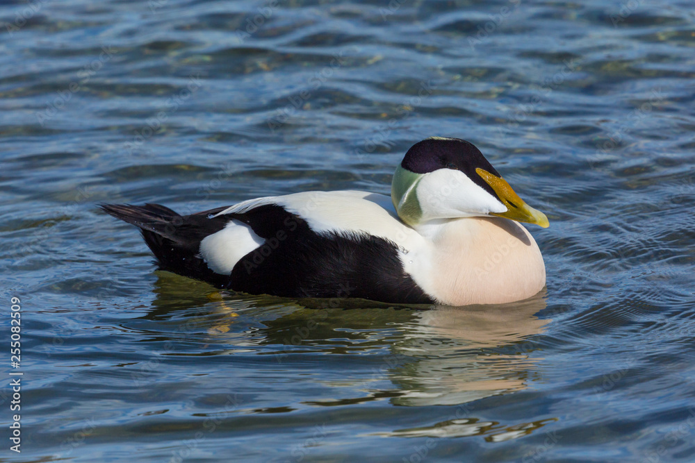 Fototapeta premium detailed portrait male eider duck (somateria mollissima), blue water