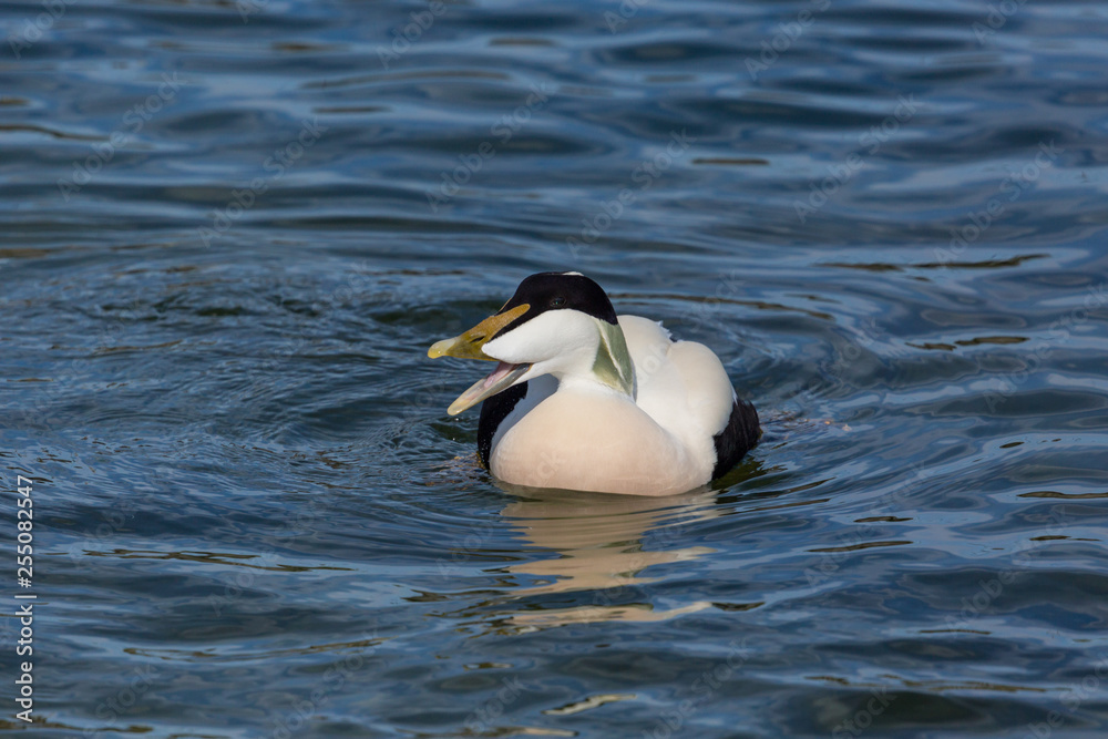 one swimming male eider duck (somateria mollissima), open beak one swimming male eider duck (somateria mollissima), open beak