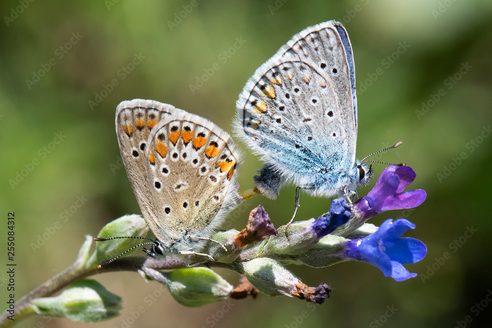 Obraz premium butterfly on flower