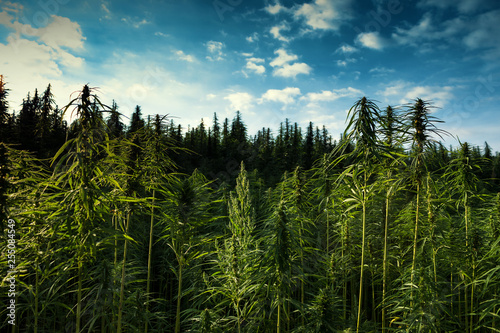 Cannabis Field with Blue Sky and Clouds