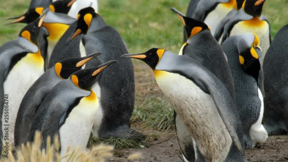 Set of eight clips about the king penguin (Aptenodytes patagonicus) colony dwelling in the Tierra del Fuego in Chile. Collage contains shots with infants, chicks and adults. Collage consists portraits