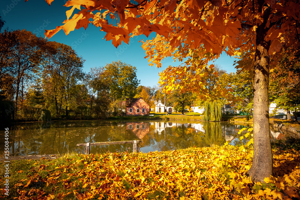 Obraz premium Autumn Park in Village with Lake and Maple Tree with Fallen Leaves