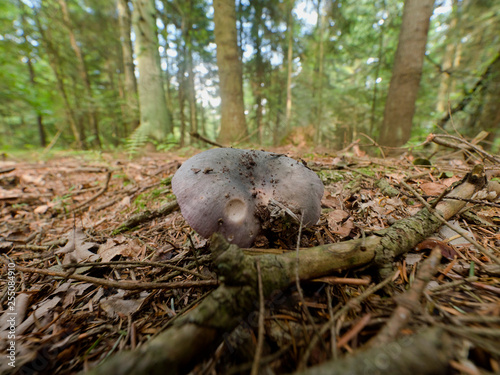 Gołąbek zielonawofioletowy (Russula cyanoxantha Fr.) należy do najsmaczniejszych gołąbków jadalnych