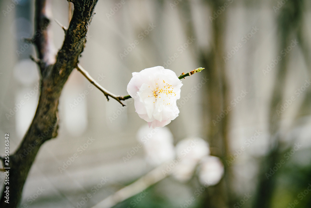 Sakura Sakura