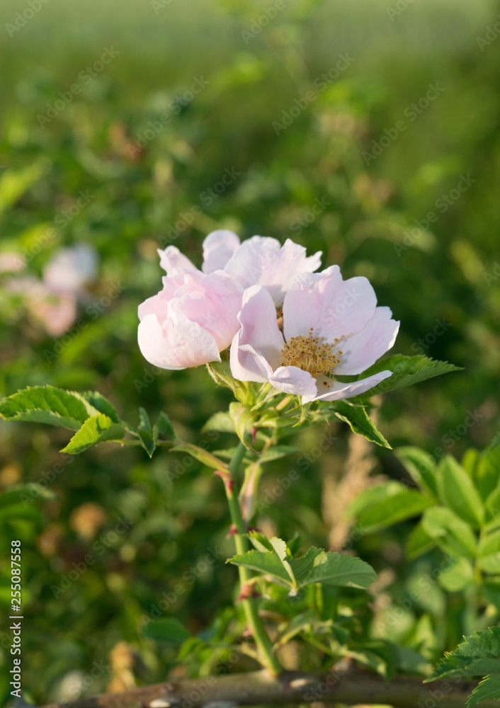 Fototapeta premium Wild flowers in the field surrounded with weeds and dry grass