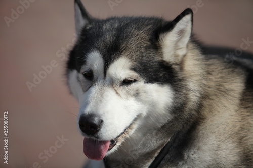 Alaskan malamute,..Can run all day, highly independent-minded, willful..