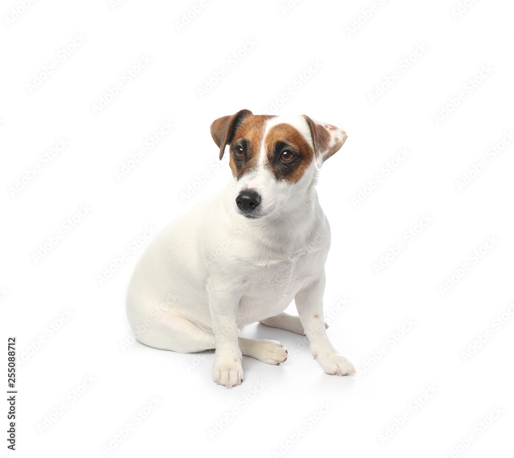 Cute funny dog and bowl with dry food on white background