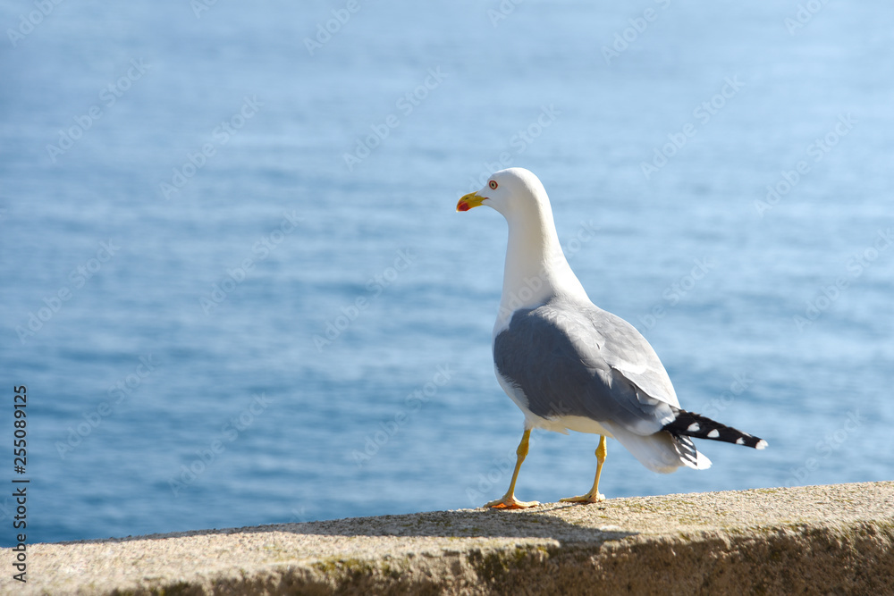 Seagull standing on a stone looking at the sea