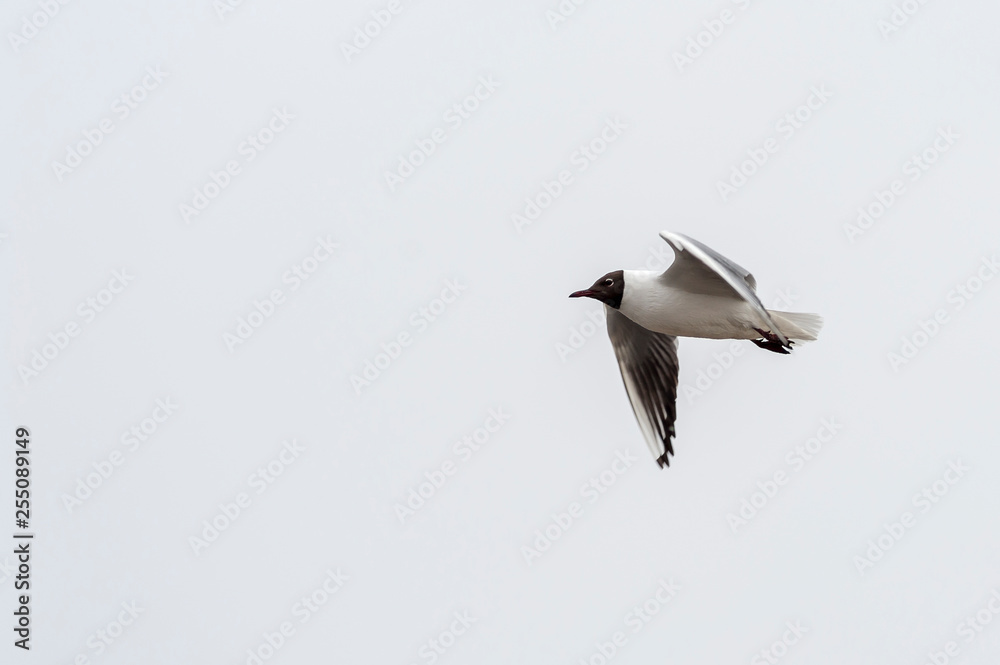 Fototapeta premium lecąca Śmieszka (Larus Ridibundus)