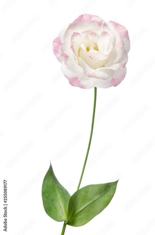 Beautiful Eustoma flower isolated on white background
