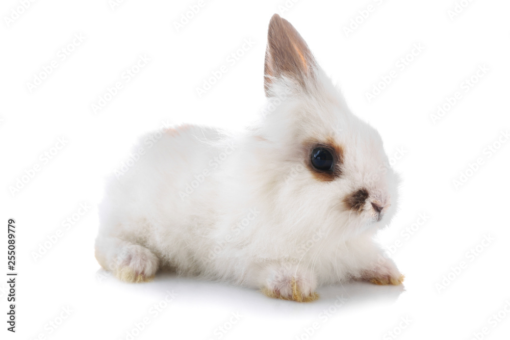 Cute fluffy rabbit on white background