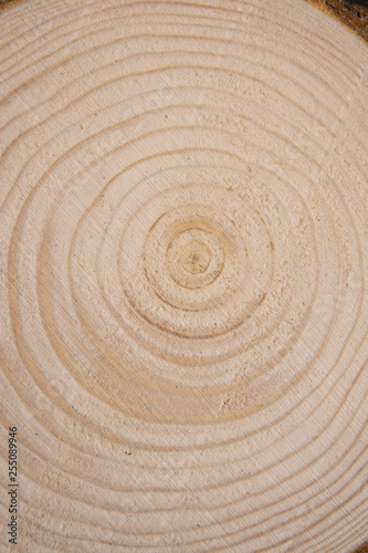 Pine tree trunk cross-section with annual rings. Lumber piece close-up shot.