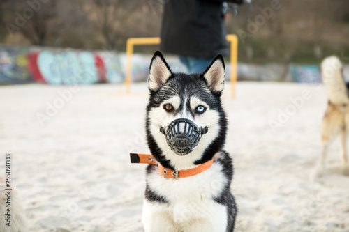 husky dog with different eyes in a muzzle on the sand beach