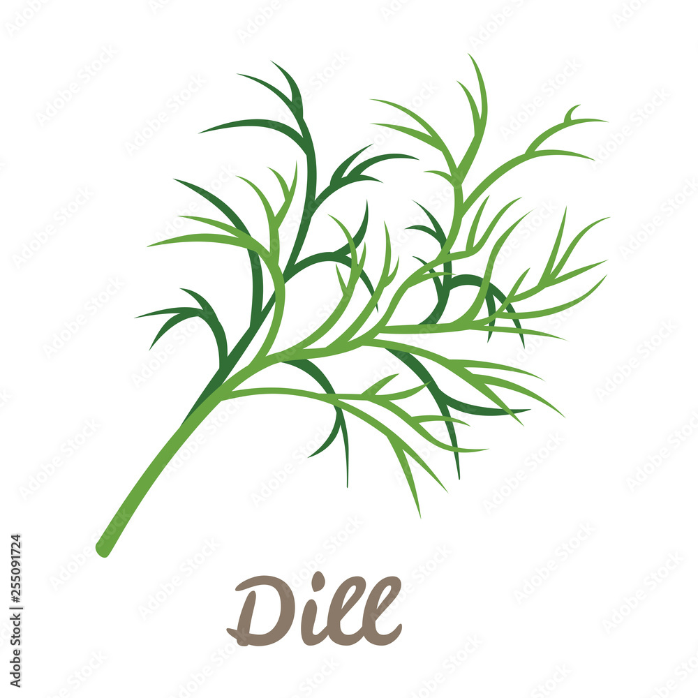 Obraz premium Twig of green dill isolated on white background. Vector illustration of fresh herbs in cartoon simple flat style.