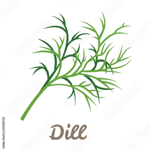 Twig of green dill isolated on white background. Vector illustration of fresh herbs in cartoon simple flat style.