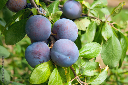 Photography Close up of the plum tree branch with ripe juicy fruits on sunset light