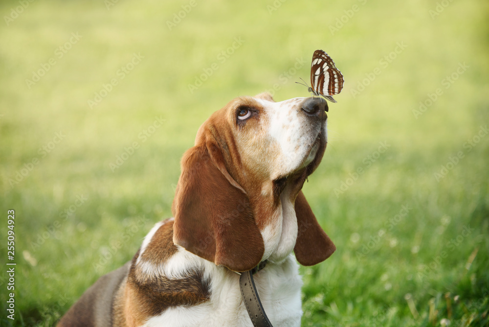 Cute dog with butterfly on his nose